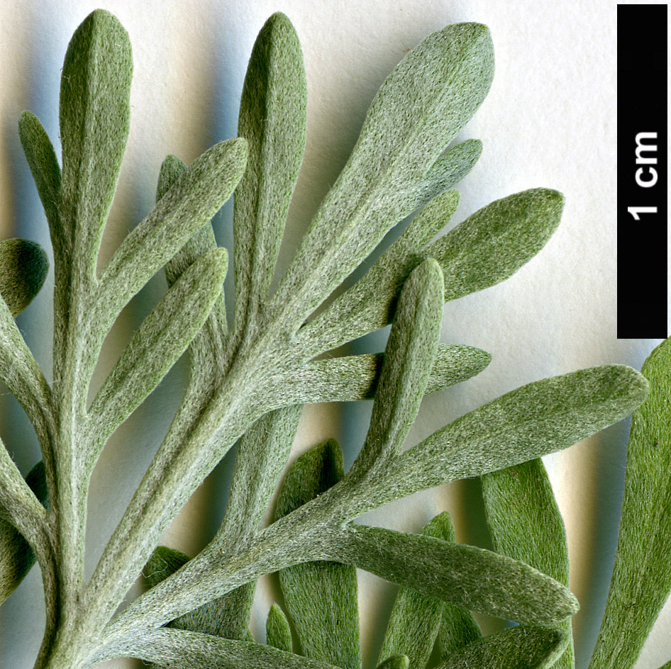 High resolution image: Family: Asteraceae - Genus: Artemisia - Taxon: thuscula